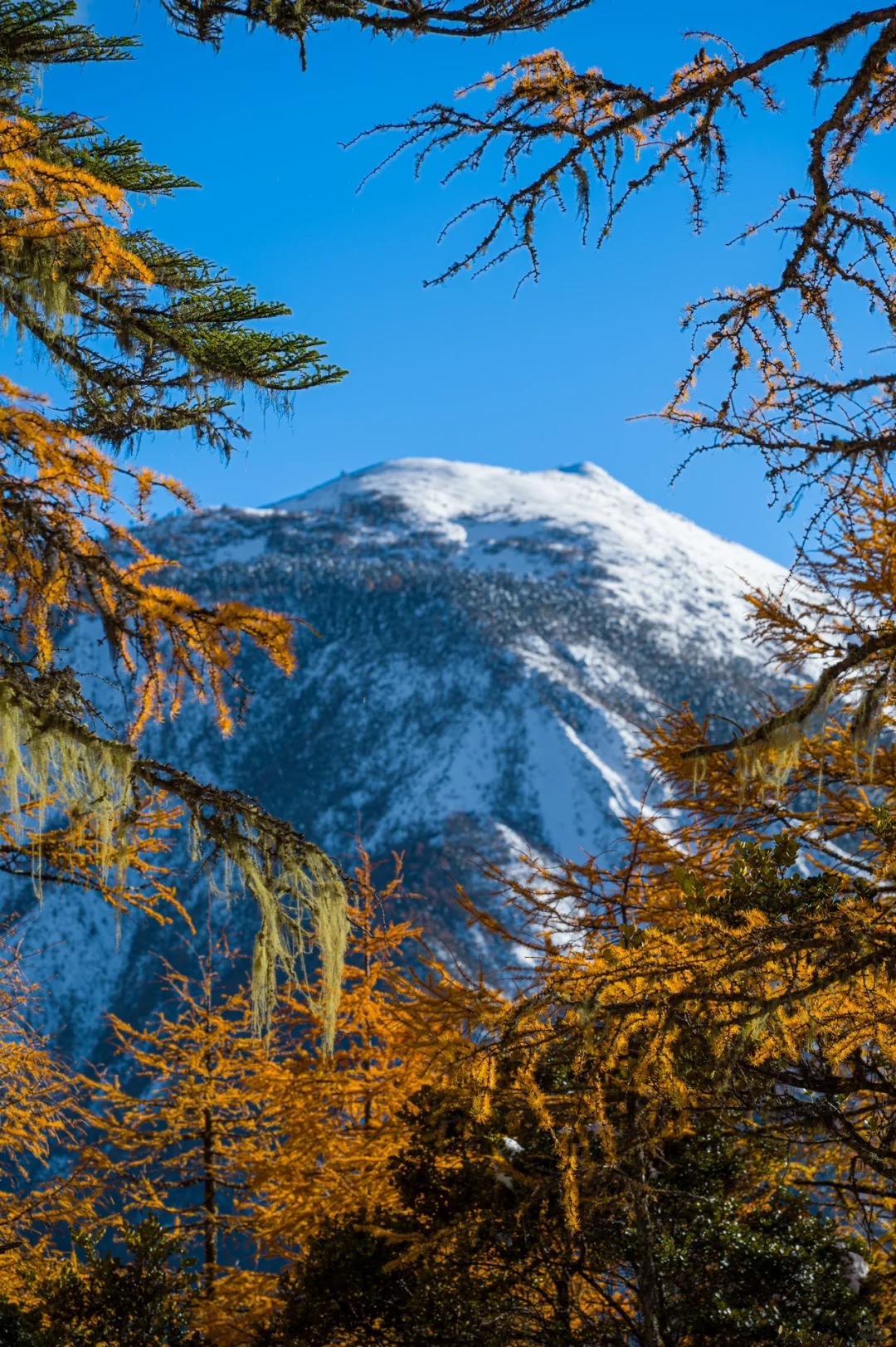 下雪后的阿布吉措直接封神_4_云南徒鹰📷_云南-香格里拉-来自52tours 我爱旅游网